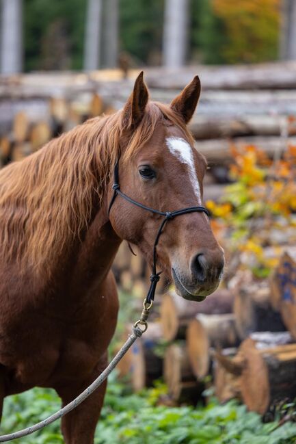 Appaloosa-Wallach mit Charakter und solider Westernbasis sucht 5-Sterne-Zuhause, Kerstin Rehbehn (Pferdemarketing Ost), Pferd kaufen, Nienburg, Abbildung 3