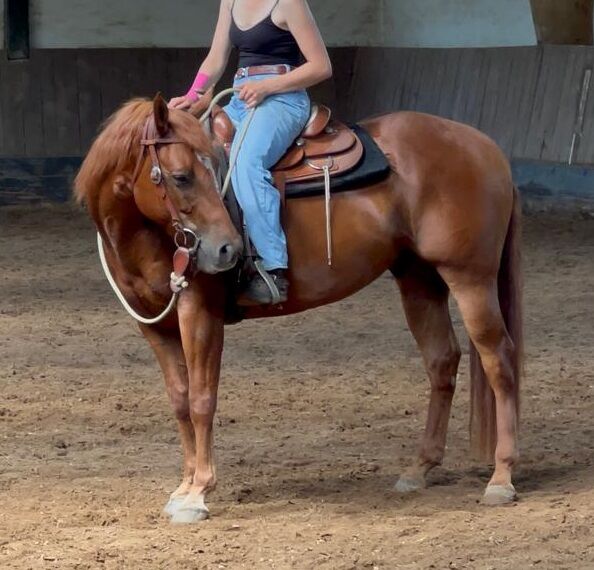 Appaloosa-Wallach mit Charakter und solider Westernbasis sucht 5-Sterne-Zuhause, Kerstin Rehbehn (Pferdemarketing Ost), Pferd kaufen, Nienburg, Abbildung 5