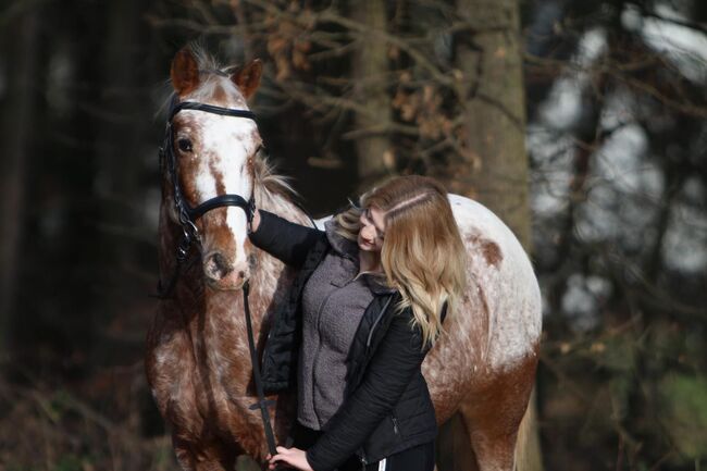 Appaloosa Wallach, Katrin Vollmer , Pferd kaufen, Bad Münstereifel