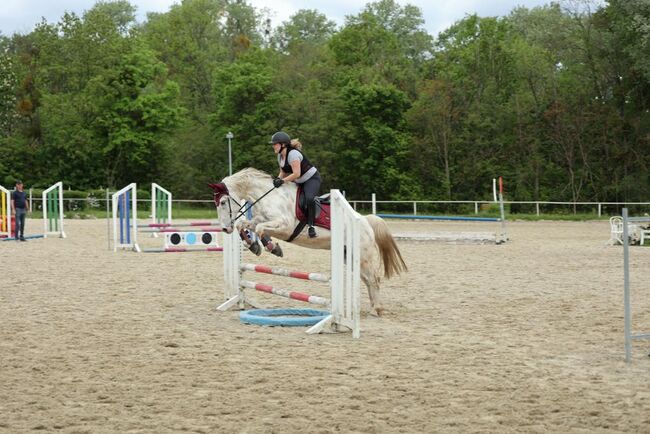 Appaloosa Wallach, Marlis, Pferd kaufen, Himberg, Abbildung 4