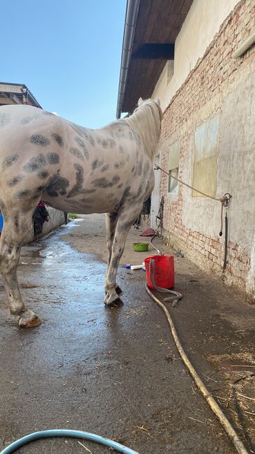 Appaloosa Wallach, Marlis, Pferd kaufen, Himberg, Abbildung 11