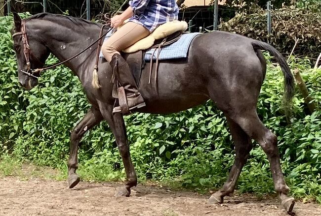 Appaloosa Stute, Claudia Pentrop , Horses For Sale, Porta Westfalica , Image 14