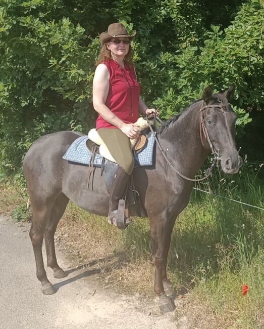 Appaloosa Stute, Claudia Pentrop , Horses For Sale, Porta Westfalica , Image 3