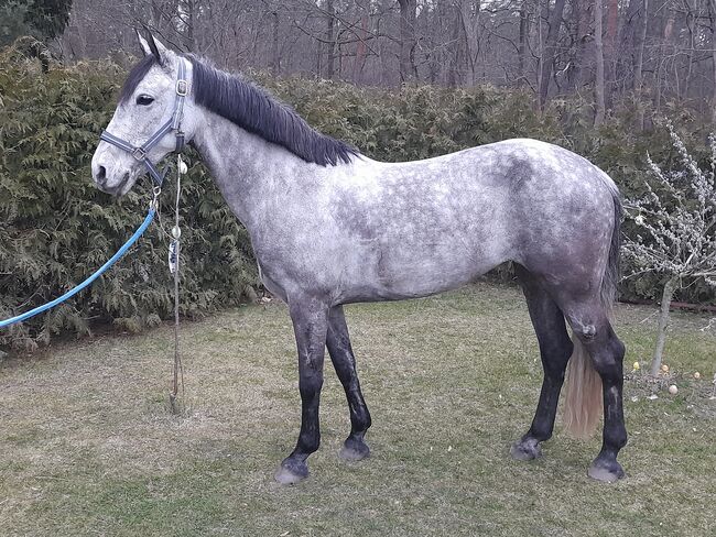 Apfel Schimmel Pony Stute 1,43m, Ivonne, Horses For Sale, Rietz-Neuendorf Neubrück (Spree)