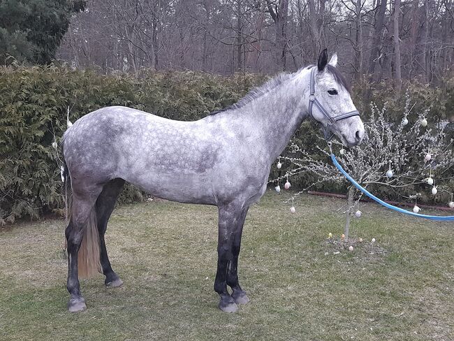 Apfel Schimmel Pony Stute 1,43m, Ivonne, Horses For Sale, Rietz-Neuendorf Neubrück (Spree), Image 3