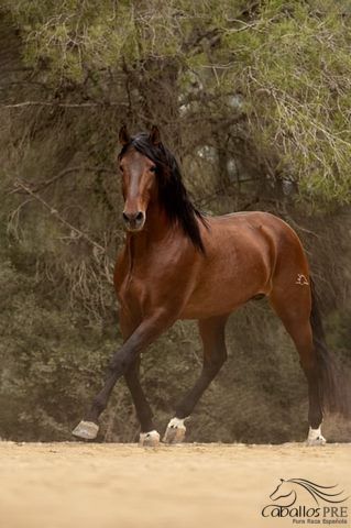 Gekörter 8 jähriger barocker PRE Hengst, Thomas Adams (Caballos PRE), Horses For Sale, Bell