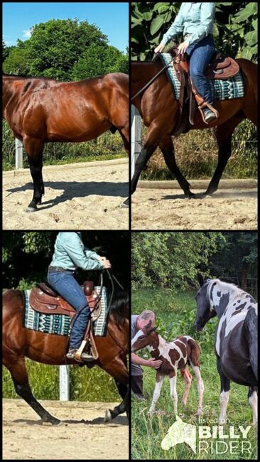 Gekörter, bildhübscher Paint Horse Hengst, Kerstin Rehbehn (Pferdemarketing Ost), Horses For Sale, Nienburg, Image 17