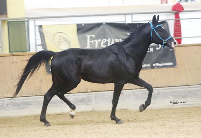 Gekörter Shagya Araber abst.von 211 Sirio x Gazal-4, Pferdevermittlung Leus (Pferdevermittlung Leus ), Horses For Sale, Limburg an der Lahn, Image 9