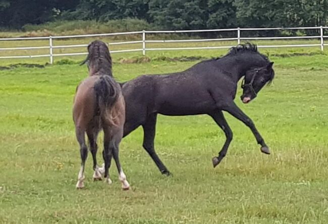 Gekörter Shagya Araber Hengst abst.von 211 Sirio x Gazal-4, Pferdevermittlung Leus (Pferdevermittlung Leus ), Horses For Sale, Tiefenbach, Image 4