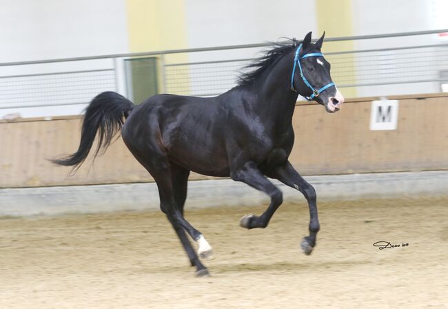 Gekörter Shagya Araber Hengst abst.von 211 Sirio x Gazal-4, Pferdevermittlung Leus (Pferdevermittlung Leus ), Horses For Sale, Tiefenbach, Image 10