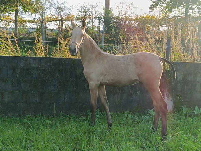 APSL Falbe mit Stern / full papers, Post-Your-Horse.com (Caballoria S.L.), Horses For Sale, Rafelguaraf