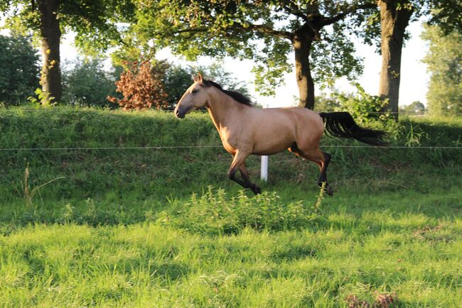 APSL Lusitano Stute, Shirin Sahin, Horses For Sale, Altenstadt , Image 5