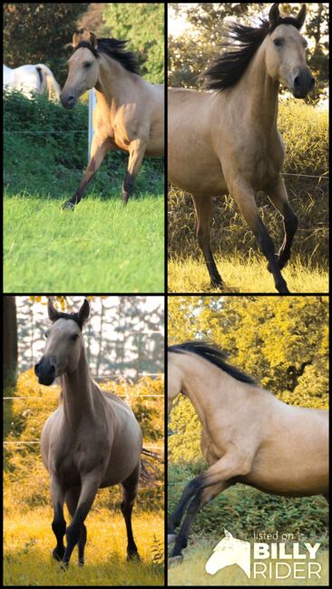 APSL Lusitano Stute, Shirin Sahin, Horses For Sale, Altenstadt , Image 7