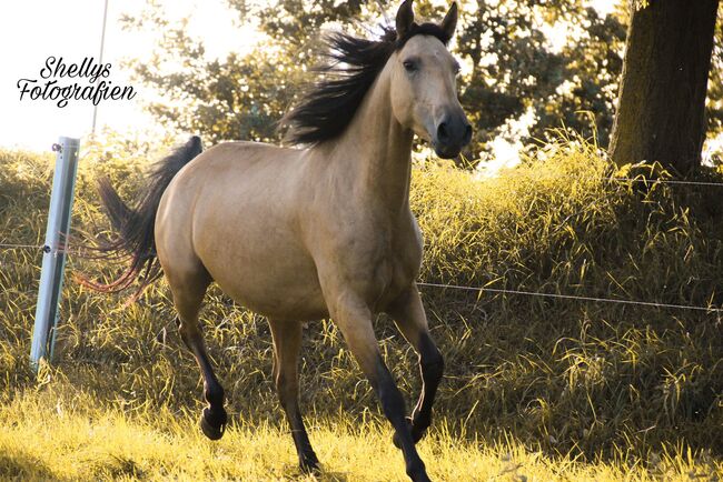 APSL Lusitano Stute, Shirin Sahin, Horses For Sale, Altenstadt , Image 2