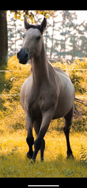 APSL Lusitano Stute, Shirin Sahin, Horses For Sale, Altenstadt , Image 3