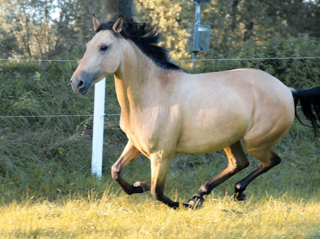 APSL Lusitano Stute, Shirin Sahin, Horses For Sale, Altenstadt , Image 6