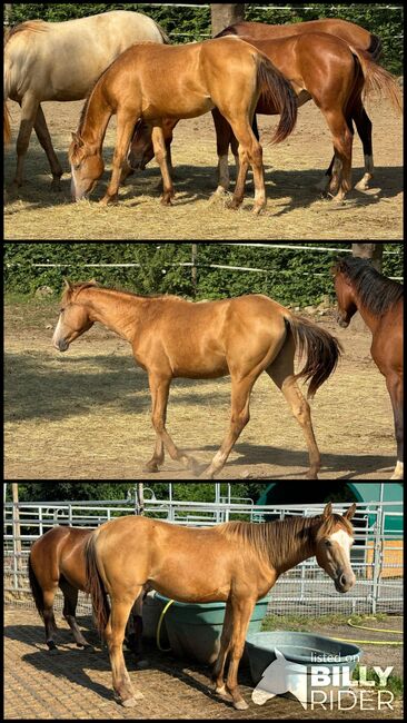 AQH amber champagne Jährlingsstute, Sandy Roloff, Horses For Sale, Waldshut-Tiengen, Image 4