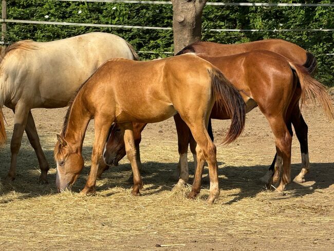 AQH amber champagne Jährlingsstute, Sandy Roloff, Horses For Sale, Waldshut-Tiengen