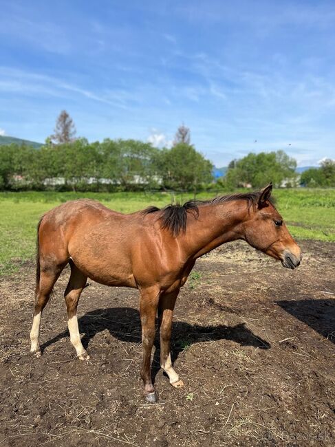 AQH x APPA, Timea, Horses For Sale, Revúca, Image 3