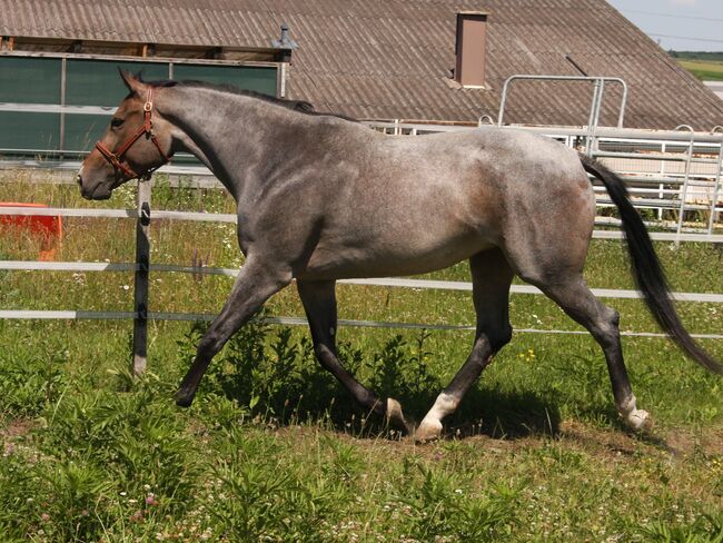 AQHA / APHA Bay Roan Hunter Under Saddle / All Around Stute, Manuela , Horses For Sale, Pöttsching
