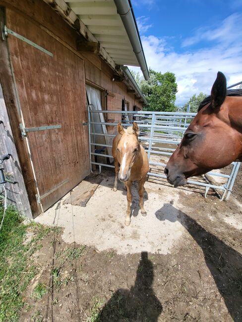 Aqha/APHA  Hengstfohlen, Jenny, Pferd kaufen, Weilbach, Abbildung 4