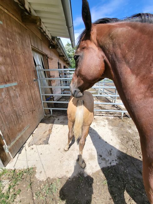 Aqha/APHA  Hengstfohlen, Jenny, Pferd kaufen, Weilbach, Abbildung 3