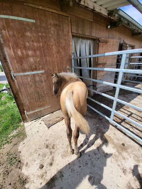 Aqha/APHA  Hengstfohlen, Jenny, Pferd kaufen, Weilbach, Abbildung 5