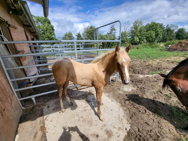 Aqha/APHA  Hengstfohlen, Jenny, Horses For Sale, Weilbach, Image 2