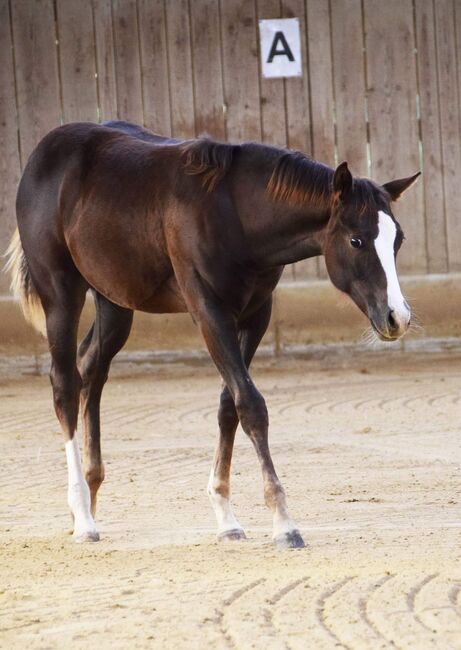 AQHA Stute mit chestnut AQHA Fohlen zu verkaufen, Juliane Stockinger, Horses For Sale, Ampflwang, Image 3