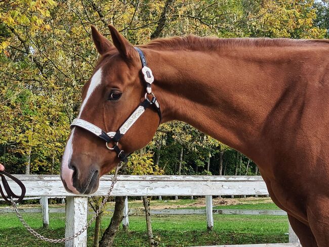 AQHA Stute mit chestnut AQHA Fohlen zu verkaufen, Juliane Stockinger, Horses For Sale, Ampflwang, Image 5