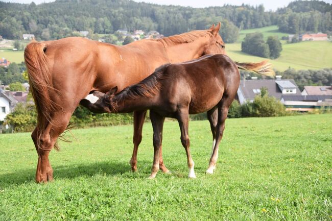 AQHA Stute mit chestnut AQHA Fohlen zu verkaufen, Juliane Stockinger, Horses For Sale, Ampflwang