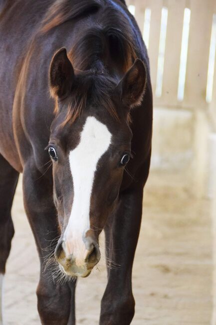 AQHA Stute mit chestnut AQHA Fohlen zu verkaufen, Juliane Stockinger, Horses For Sale, Ampflwang, Image 8