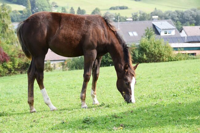 AQHA Stute mit chestnut AQHA Fohlen zu verkaufen, Juliane Stockinger, Horses For Sale, Ampflwang, Image 9