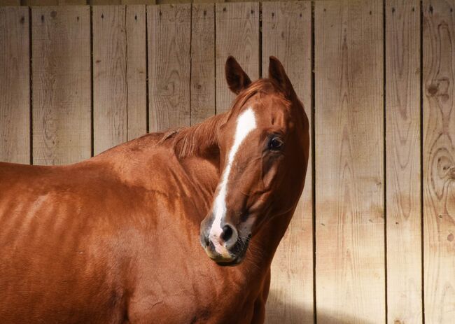 AQHA Stute mit chestnut AQHA Fohlen zu verkaufen, Juliane Stockinger, Horses For Sale, Ampflwang, Image 6