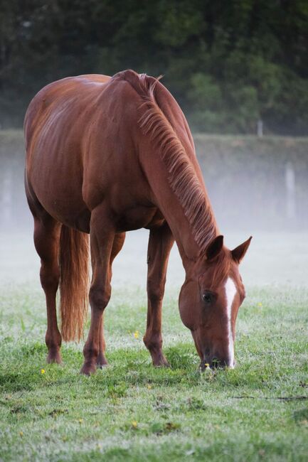 AQHA Stute mit chestnut AQHA Fohlen zu verkaufen, Juliane Stockinger, Horses For Sale, Ampflwang, Image 7