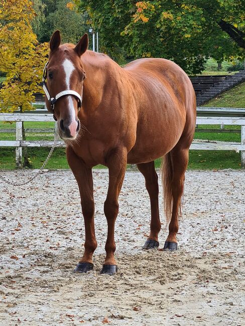 AQHA Stute mit chestnut AQHA Fohlen zu verkaufen, Juliane Stockinger, Horses For Sale, Ampflwang, Image 10