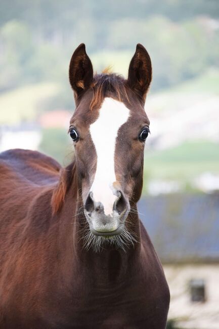 AQHA Stute mit chestnut AQHA Fohlen zu verkaufen, Juliane Stockinger, Horses For Sale, Ampflwang, Image 12