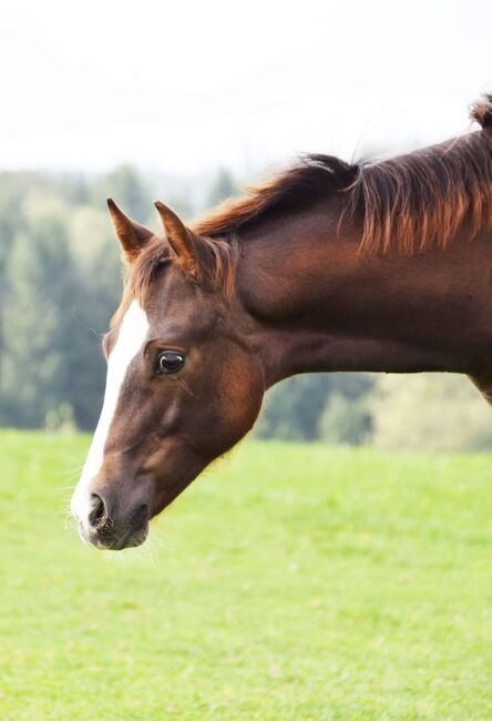 AQHA Stute mit chestnut AQHA Fohlen zu verkaufen, Juliane Stockinger, Pferd kaufen, Ampflwang, Abbildung 4