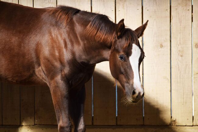 AQHA Stute mit chestnut AQHA Fohlen zu verkaufen, Juliane Stockinger, Pferd kaufen, Ampflwang, Abbildung 11