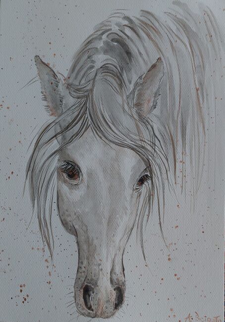Pferd Aquarelle, Ola, Horses For Sale, Dallikon