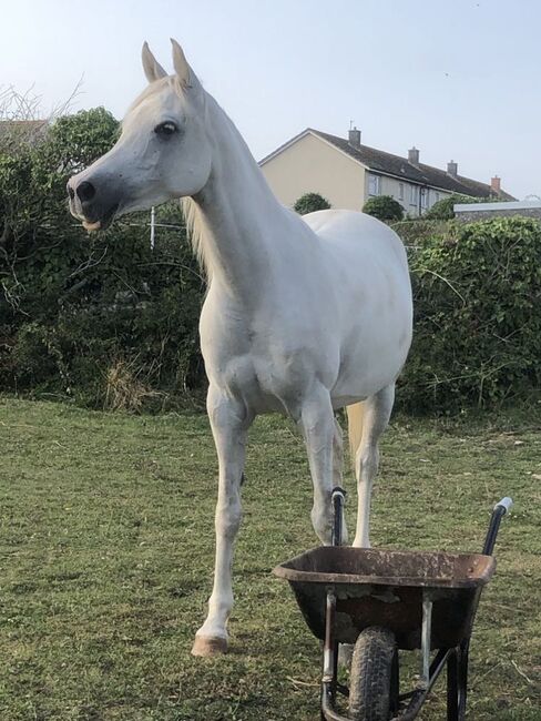 Arab horse, Dawn Cross, Horses For Sale, DORSET