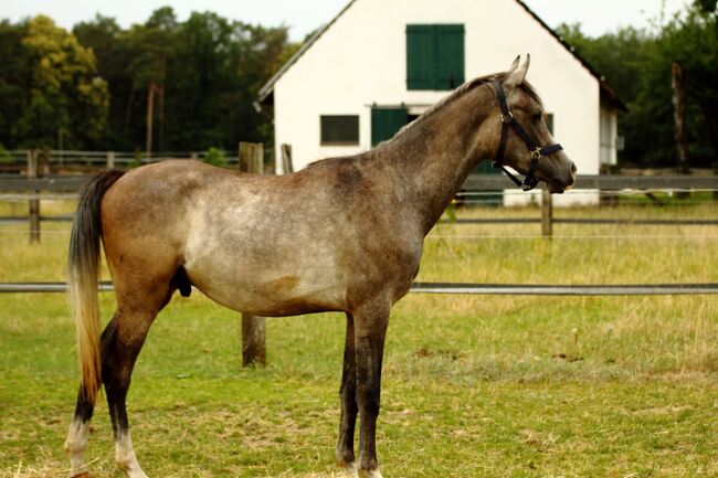 Araber mit Abstammung, St. Gärtner, Horses For Sale, Alpen, Image 2