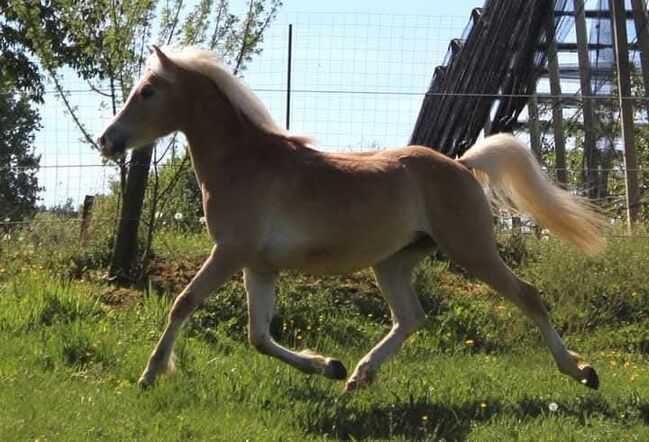 Araber-Haflinger Hengst zu Verkaufen im Auftrag, Melanie Taferner , Pferd kaufen, St. Michael ob Bleiburg 