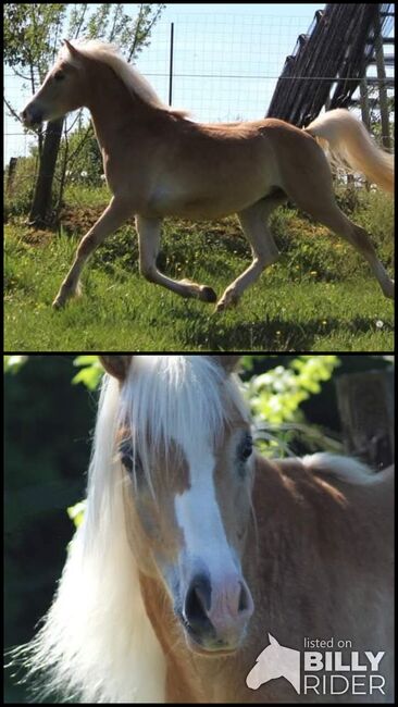 Araber-Haflinger Hengst zu Verkaufen im Auftrag, Melanie Taferner , Pferd kaufen, St. Michael ob Bleiburg , Abbildung 3