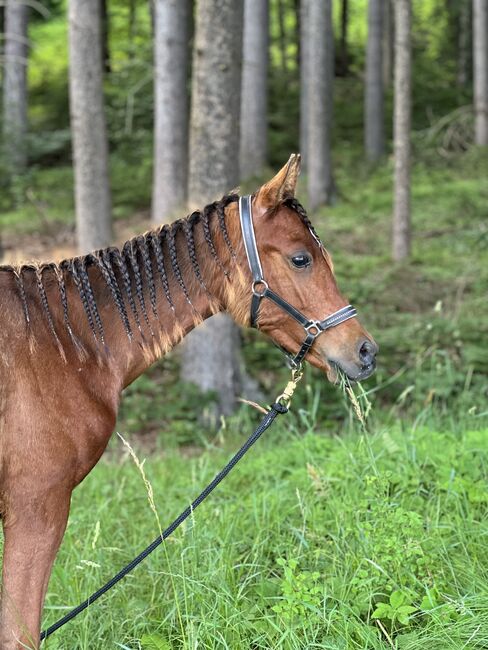 Araber Hengst, Jana, Pferd kaufen, St.Lorenzen, Abbildung 3