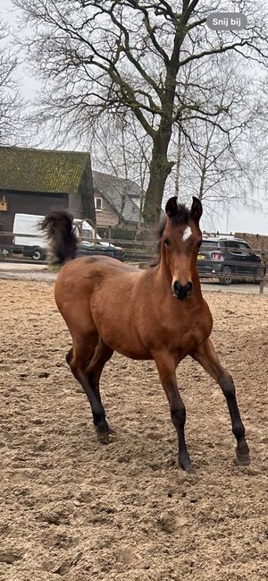 Arabian Colt, Prium Arabians, Pferd kaufen, Uddel