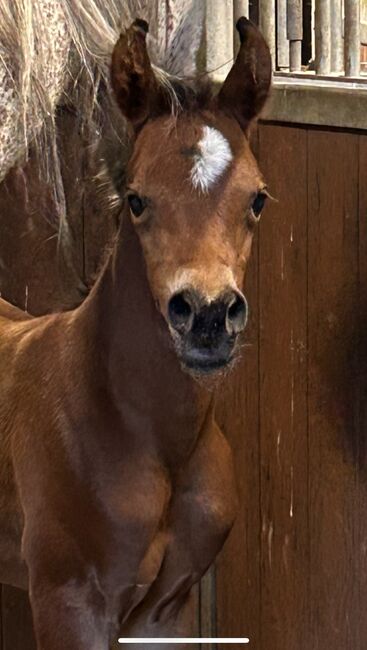 Arabian Colt, Prium Arabians, Pferd kaufen, Uddel, Abbildung 3