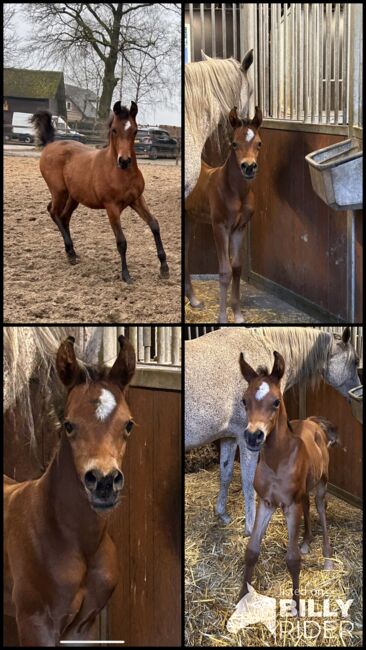 Arabian Colt, Prium Arabians, Pferd kaufen, Uddel, Abbildung 9