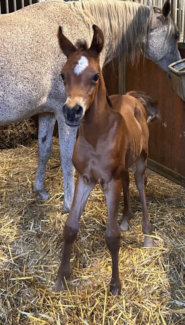 Arabian Colt, Prium Arabians, Pferd kaufen, Uddel, Abbildung 4