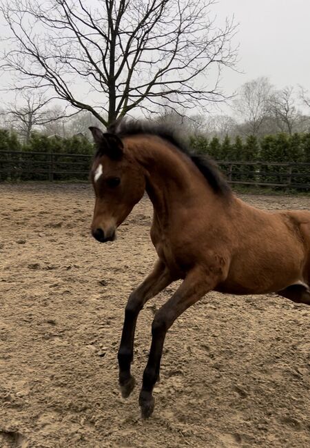 Arabian Colt, Prium Arabians, Pferd kaufen, Uddel, Abbildung 5